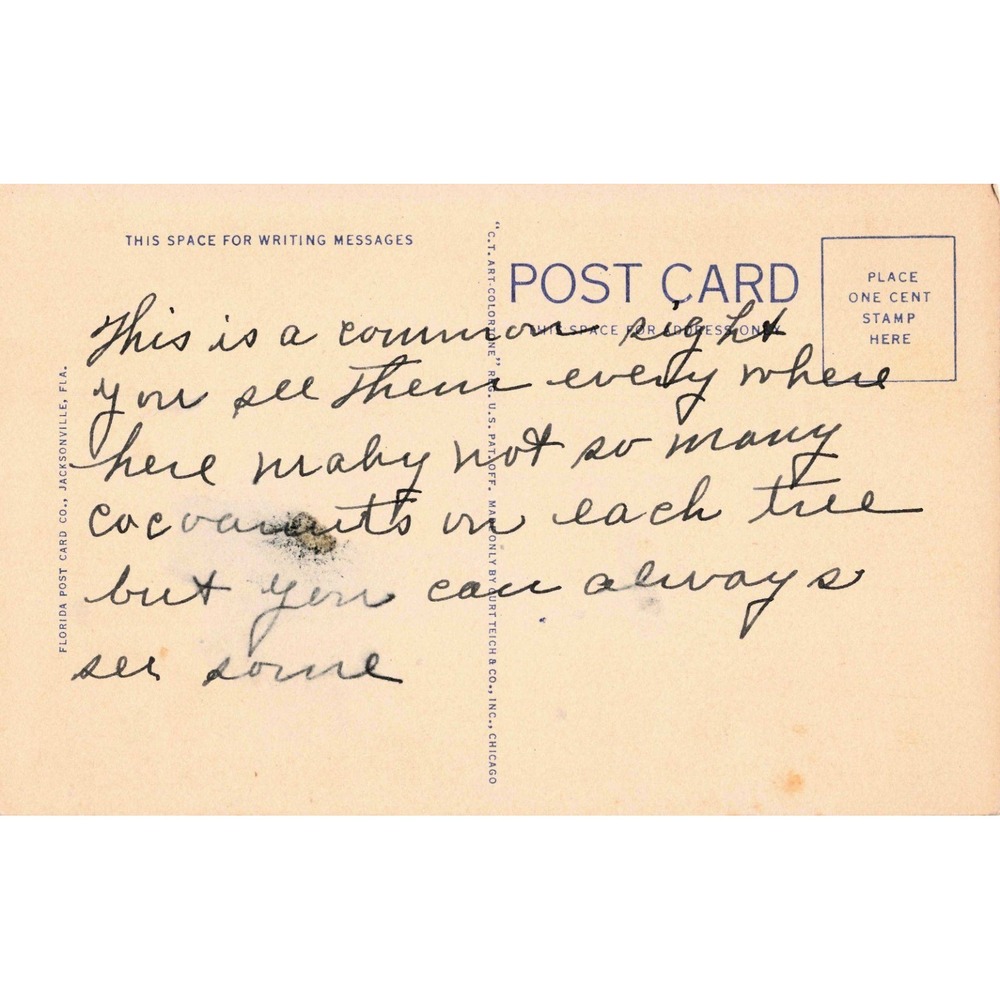 Vintage Florida Linen Postcard Coconut Palm Tree 828 Curt Teich Art-Colortone - Picture 2 of 2